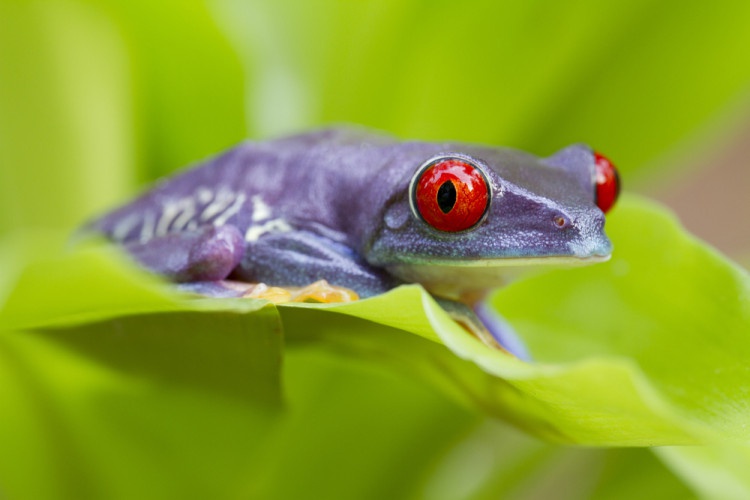Метод фиолетовой лягушки